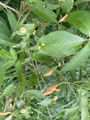 Puccinia sambuci
