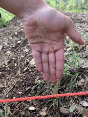 Poa flaccidula