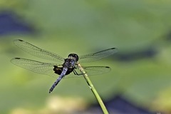 Celithemis martha