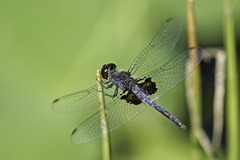 Celithemis martha