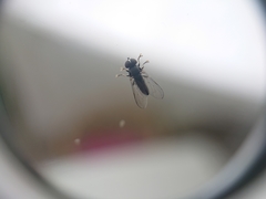 Brachycera