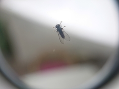 Brachycera