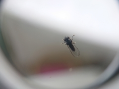 Brachycera
