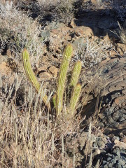 Trichocereus spachianus