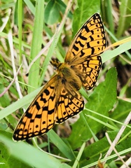 Boloria selene