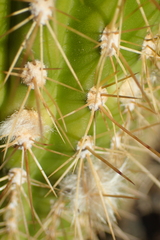Trichocereus spachianus