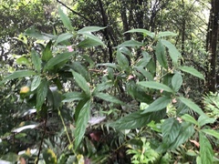 Callicarpa randaiensis
