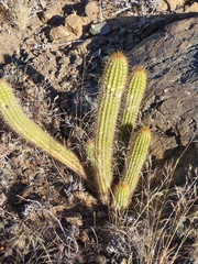 Trichocereus spachianus