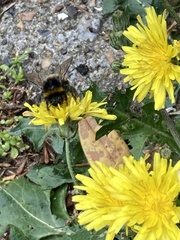 Bombus terrestris