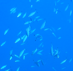 Pterocaesio digramma