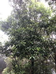 Pyrenaria microcarpa