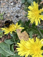 Bombus terrestris