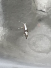 Argyresthia semifusca