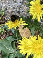 Bombus terrestris