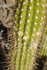 Trichocereus spachianus