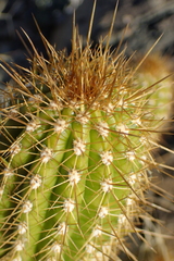 Trichocereus spachianus