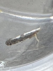 Argyresthia semifusca
