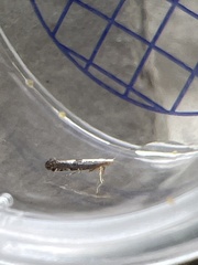 Argyresthia semifusca