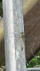 Dromogomphus spinosus