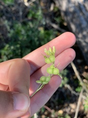 Biscutella valentina