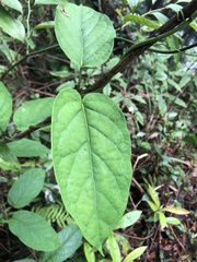 Jasminanthes mucronata