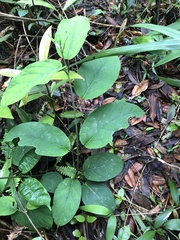Jasminanthes mucronata