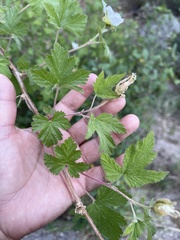 Rubus neomexicanus
