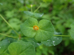 Euphorbia purpurea