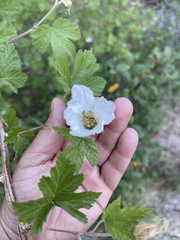 Rubus neomexicanus