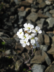 Arabidopsis arenosa
