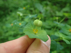 Euphorbia purpurea