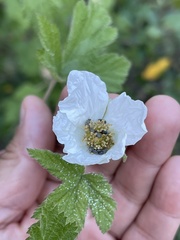 Rubus neomexicanus