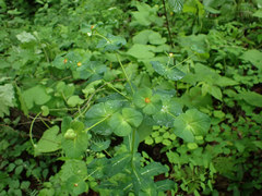 Euphorbia purpurea