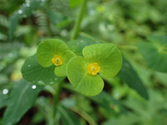 Euphorbia purpurea