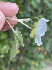 Rubus neomexicanus