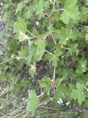 Rubus neomexicanus
