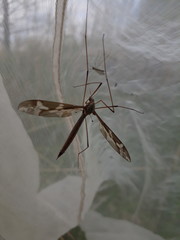 Tipula maxima