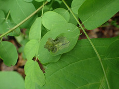 Agromyza soka