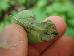 Agromyza soka
