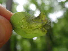 Agromyza soka