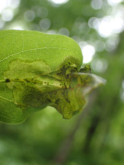 Agromyza soka