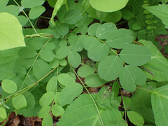 Agromyza soka