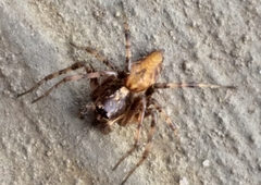 Oxyopes pallidecoloratus