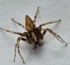 Oxyopes pallidecoloratus