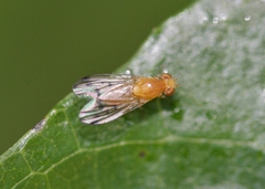 Homoneura occidentalis