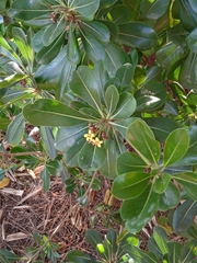 Pittosporum tobira