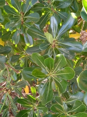 Pittosporum tobira