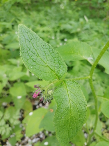 Rough Comfrey
