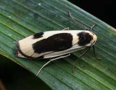 Thysanoptyx
