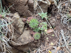 Sempervivum pittonii